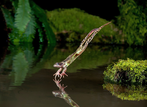 A for leaping into a pond from a moss-covered rock