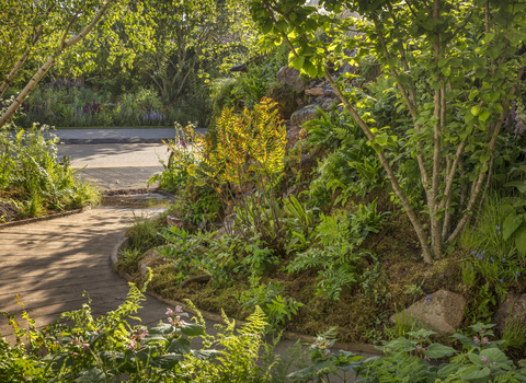 A sweeping boardwalk path, past borders of ferns, bushes and trees