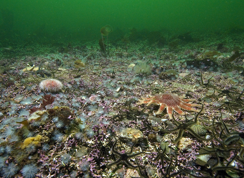 A seabed showing an abundance of seastars and other brightly coloured marine life