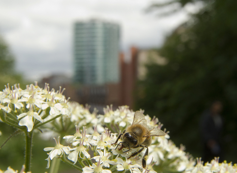 Bee Sheffield