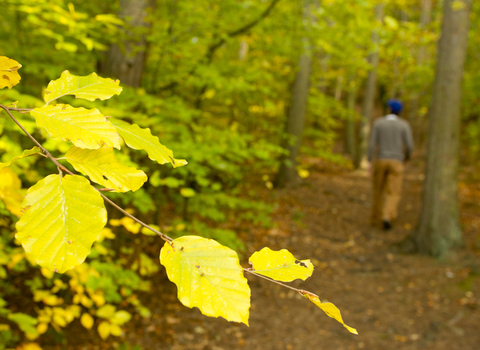 Close up of leaves with man walking in woods in background