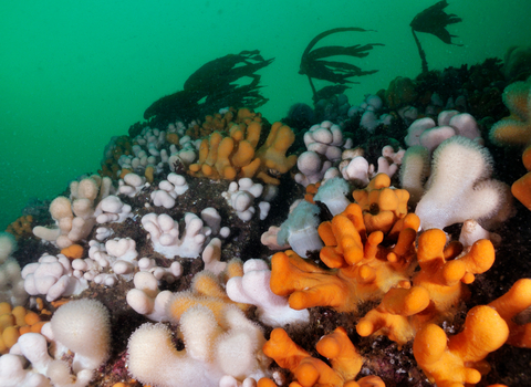 A soft coral called dead-man's fingers seen below kelp. It is a soft coral with thick, finger-like lobes and a fuzzy surface, resembling pale human fingers underwater. It is creamy white to orange-y yellow in colour