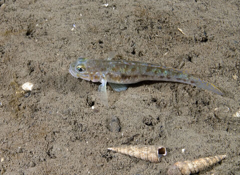 Fries's goby, a small silvery-grey fish with golden-yellow spots, resting on a muddy seafloor beside some shells