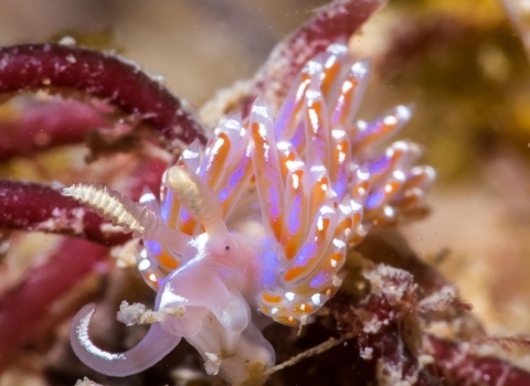 Nudibranch ©Dan Bolt