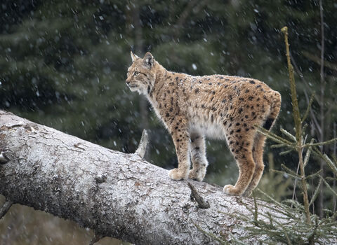 A lynx stood on a fallen tree, looking into the distance, in a light snow blizzard
