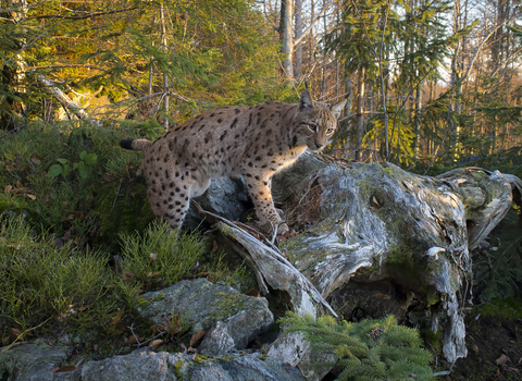 A Eurasian lynx, with a spotted coat, climbing on to an old fallen tree branch, in a wooded area. Dappled sunlight filters through the trees