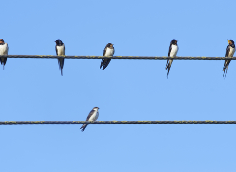 Swallows and House Martins - Power Line