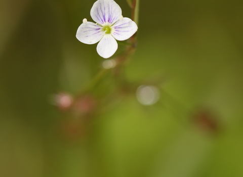 A small delicate white flower called marsh speedwell