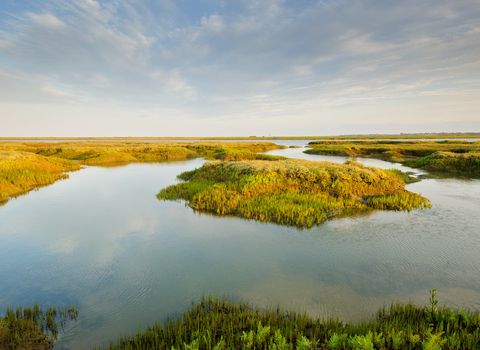 The view across a saltmarsh, with large pools of water amongst saltmarsh vegetation