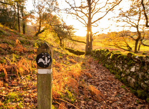 A wooden signpost with a Wildlife Trust badger logo. A walking path covered with autumn leaves, dotted with trees, with an old stone wall at the side of it
