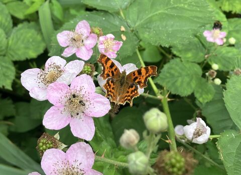 A comms butterfly perched on pink blossom. The butterfly has scalloped edges on its wings and is orange and brown in colour