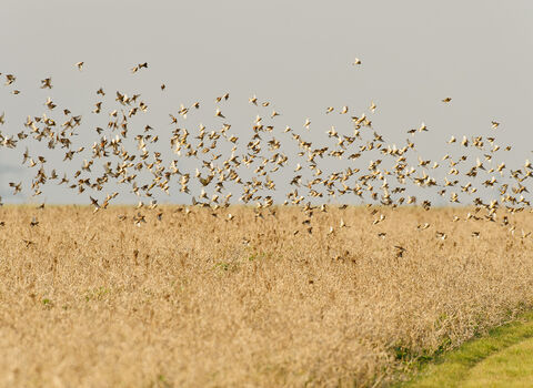 Large flock of linnets flying above a golden-brown farm field under a pale grey sky