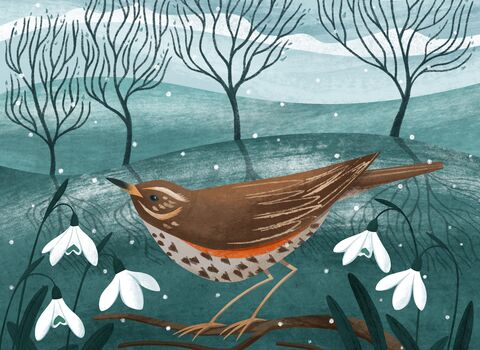 A redwing illustration 