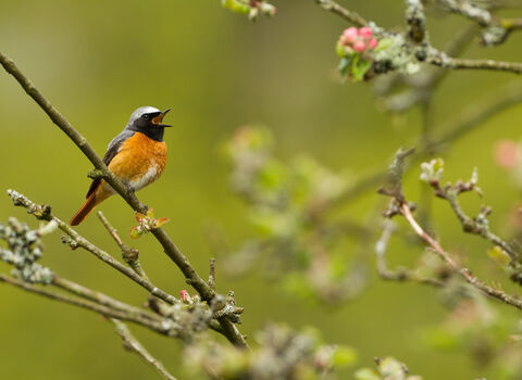 A male redstart perched on a lichen-covered branch, singing with its beak open. The bird has a bright orange-red breast and belly, a slate-gray head with a white forehead, and a black face. 