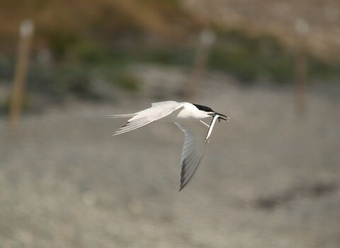A sandwich tern in flight over a shingly beach, with a fish visible in its mouth. The tern is mostly white, with a black cape extending to its neck and black tips to its wings