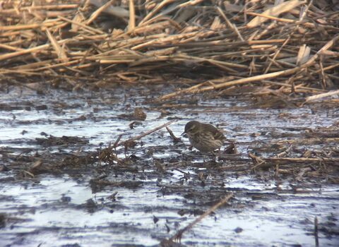 A water pipit, brown and streaky with a prominent pale eyebrow stripe, picking through the mud at the edge of a reedbed
