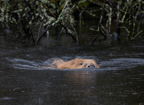 A beaver swimming with just the top half of its face and its back visible above the water