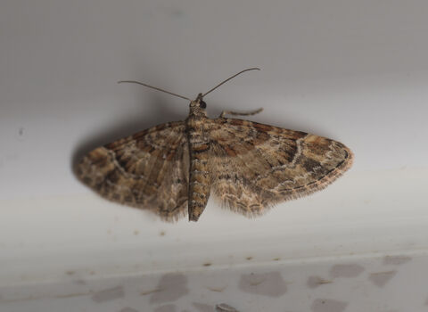 A double-striped pug moth, its mottled brown wings held out to the side