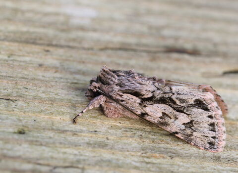 Early grey | The Wildlife Trusts