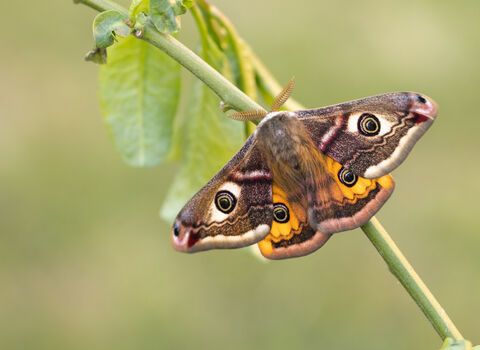 A male emperor moth resting on a branch. It's a large moth with bright orange hindwings. Each of its four wings has a large eyespot and it has feathery antennae