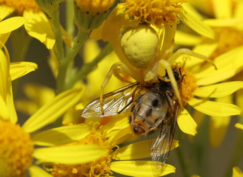 A flower crab spider, yellow to blend in with the flower on which it sits, biting a hoverfly