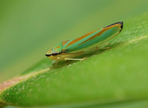 A rhododendron leafhopper resting on a rhododendron leaf. It's a thin green bug with orange-red markings