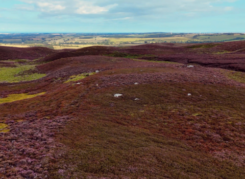 A wide view of rolling moorland covered in purple heather, stretching into the distance under a partly cloudy sky