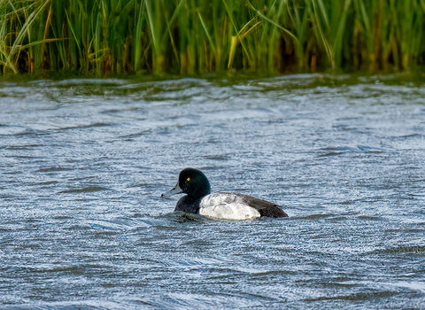 A drake scaup swimming on a lagoon. It's a black and white duck with a vermiculated grey back