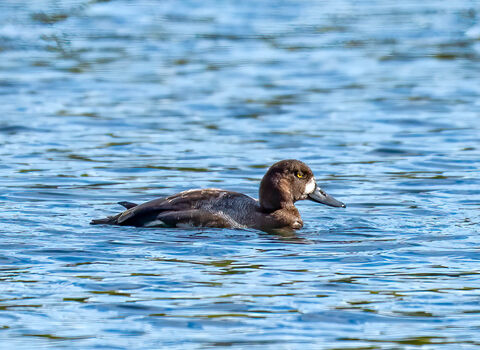 A scaup swimming across a lake. It's a brown duck mottled with grey, with a round head and a big blaze of white at the base of its beak