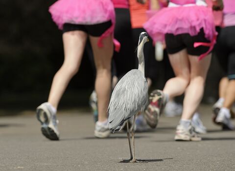 Heron at a park run