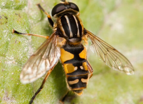 A footballer hoverfly resting on a leaf. It has black and yellow stripes on its thorax, like a football shirt