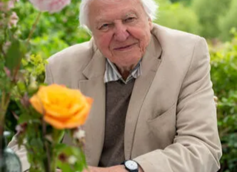 Sir David Attenborough smiling, sitting at a table with a vase of flowers in the foreground