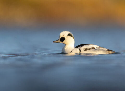 A male smew, a beautiful black and white duck, swimming across a lake