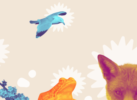 Wood pigeon, common frog, herring gull, woodlouse