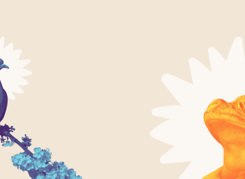 A woodpigeon perched on blossom and a frog