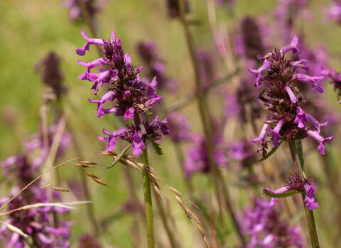 The purple flower spikes of betony growing in a grassland
