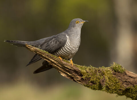 Cuckoo on a branch