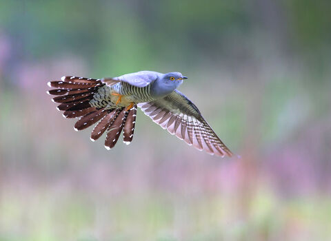 A cuckoo mid flight