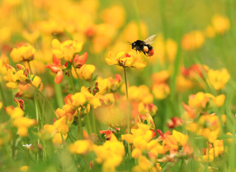 A red tailed bumblebee preparing to land on bright yellow bird's foot trefoil flowers