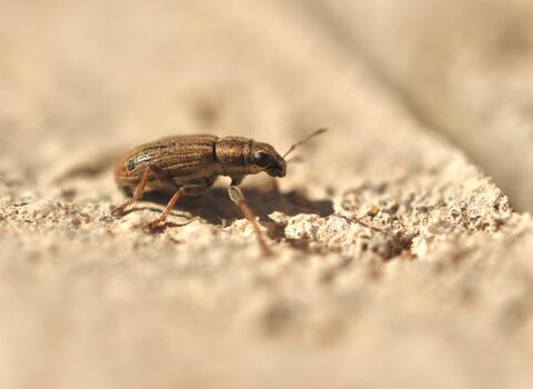 A small, golden-brown beetle with a blunt rostrum and neat stripes on its back