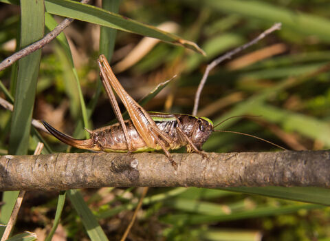 A female bog bush-cricket standing on a branch. It's a brown insect with incredibly long back legs, long antennae and a long, upcurved ovipositor