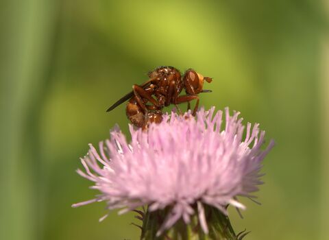 A ferruginous beegrabber on a pink flower. It's a hunched, reddish-brown fly with a yellow face