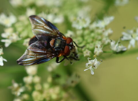 Phasia hemiptera on an umbellifer flower. It's a colourful orange and purplish-black fly with broad, irridescent wings