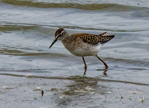 A wood sanspiper trekking along the water's edge. It's a medium-sized wading bird with pale spangling on its dark back, a pale belly and a strong, pale line above the eye