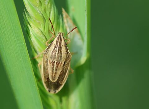 A bishop's mitre shieldbug clinging to a grass seedhead. It's an oval-shaped bug with a pointed face. It is golden brown with darker stripes along the back.