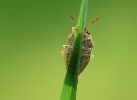 A bishop's mitre shieldbug clinging to the back of a blade of grass, peeking out from behind it