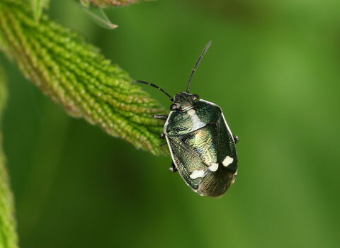 A brassica shieldbug resting on a leaf. It's an oval-shaped, black bug with a white border around its body and three white dots across its back, near the wing tips