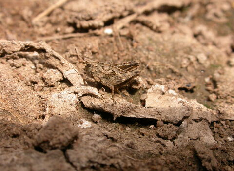 A common groundhopper blending in with bare soil. It's a stocky relative of the grasshoppers, with a raised ridge running along its back