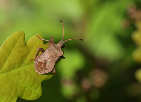 A dock bug resting on a leaf. It's a broad, brown bug with prominent shoulders. Its long antennae end in dark tips.
