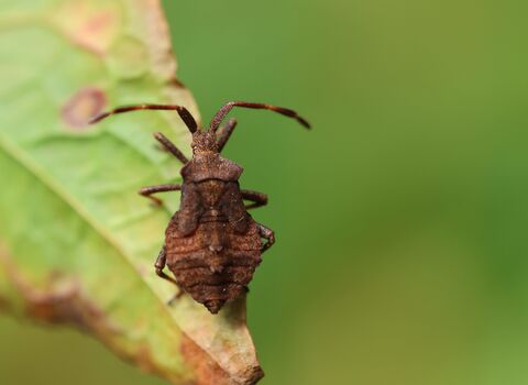 A dock bug nymph resting on a reddening leaf. It's a broad, brown bug with prominent angular shoulders, a rounded abdomen and long, thick antennae